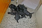 20140708 - Cuccioli_019