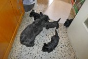 20140708 - Cuccioli_020