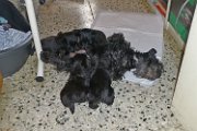 20140708 - Cuccioli_022