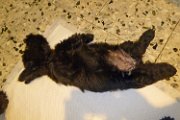 20140713 - Cuccioli_001