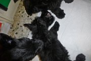 20140713 - Cuccioli_002