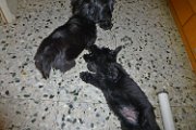 20140713 - Cuccioli_003