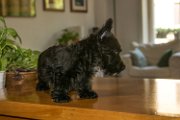 20140727 - Archibald_001
