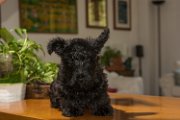 20140727 - Reginald_001