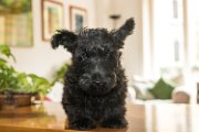 20140728 - Reginald - 20140728 _003