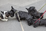 20140807 - Cuccioli pomeriggio da Ebe_009