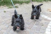 20140807 - Cuccioli pomeriggio da Ebe_012