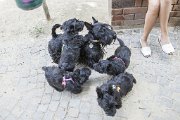 20140807 - Cuccioli pomeriggio da Ebe_013