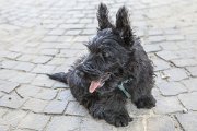 20140807 - Cuccioli pomeriggio da Ebe_015