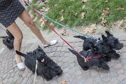 20140807 - Cuccioli pomeriggio da Ebe_022