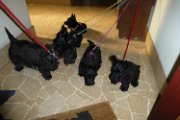 20140810 - Cuccioli_001