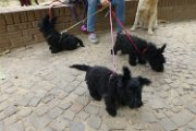 20140904 - Cuccioli con Cassandra_002