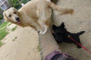 20140904 - Cuccioli con Cassandra_003