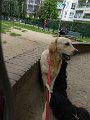 20140904 - Cuccioli con Cassandra_004