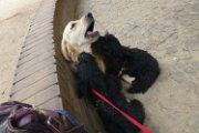 20140904 - Cuccioli con Cassandra_005