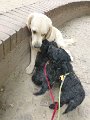 20140904 - Cuccioli con Cassandra_006