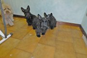 20140909 - Primo strippaggio_001