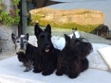 20150719 -  Ferdinand-Vulcano_004
