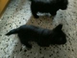 20170425 - Cuccioli-Telefono Araxi_004