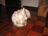 2004 Uaf_001