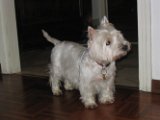 2004 Uaf_007