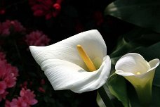 Natura_013