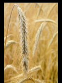 Natura_016
